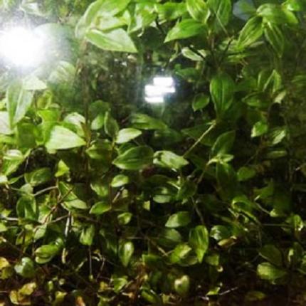 Tradescantia το αθάνατο φυτό