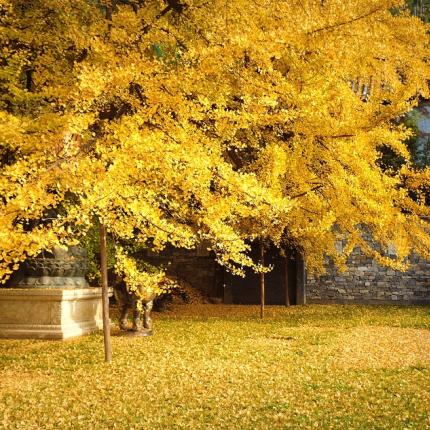 δέντρο γκίγκο.jpeg