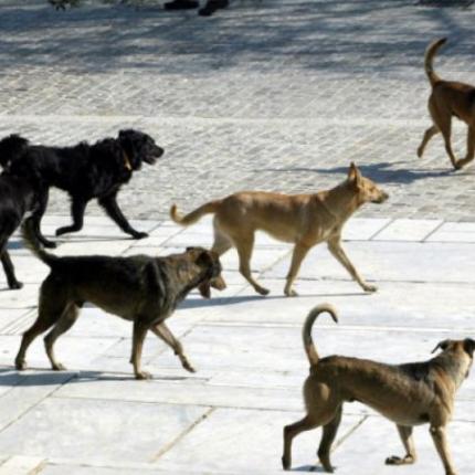 Επιθεση απο σκυλια