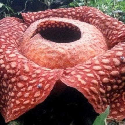  Rafflesia tuan-mudae.jpg