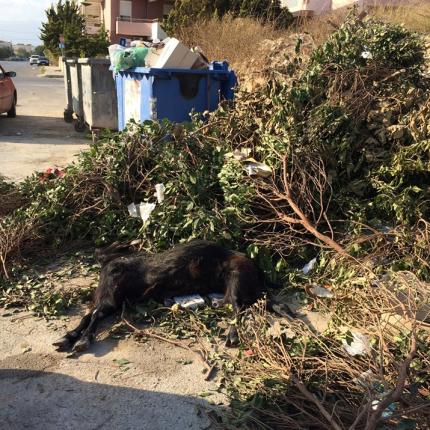 τράγος σκουπίδια