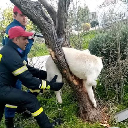 Οι Πυροσβέστες κατάφεραν να ελευθερώσουν τον σκύλο