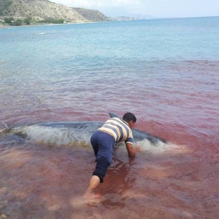 Tα σόναρ των πολεμικών πλοίων .. σκοτώνουν τις φάλαινες στα Κρητικά παράλια