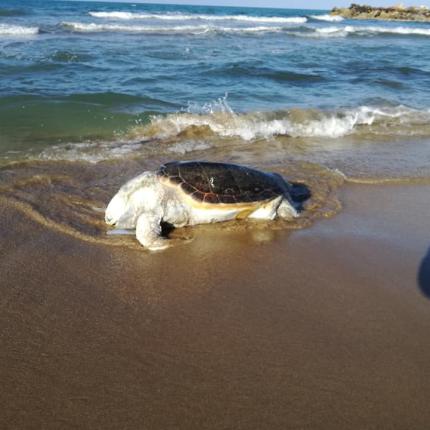 Θλιβερό θέαμα στην παραλία.