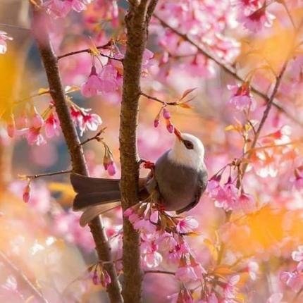 άνοιξη πουλί λουλουδια