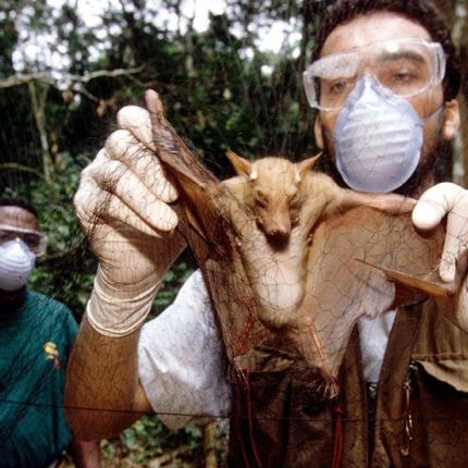 κορωνοϊός νυχτερίδα