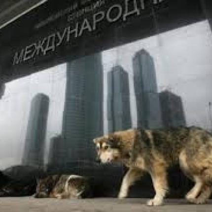 αδεσποτα