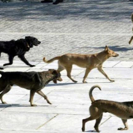 Αδέσποτα: Τί αλλάζει με το νέο νομοσχέδιο