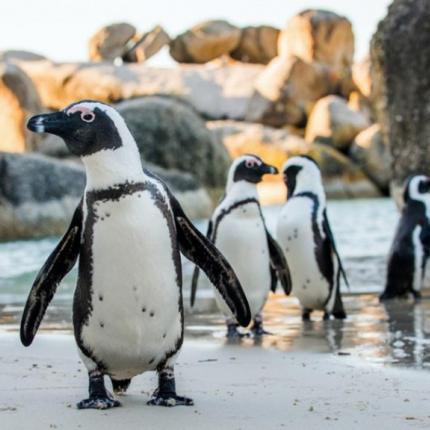 αφρικανικοί πιγκουίνοι