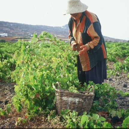 Μπαράζ …προεκλογικών πληρωμών σε αγρότες της Κρήτης