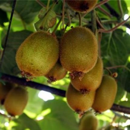 Τα ελληνικά ακτινίδια ταξιδεύουν ... στην Αραβία