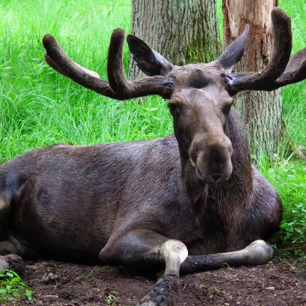 alces.jpg