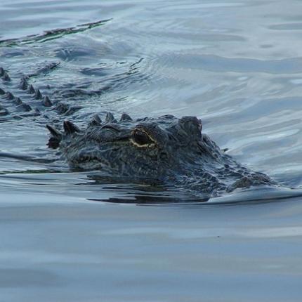 Κροκόδειλοι με... εργαλεία ;