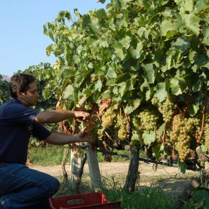 αναμπέλωση