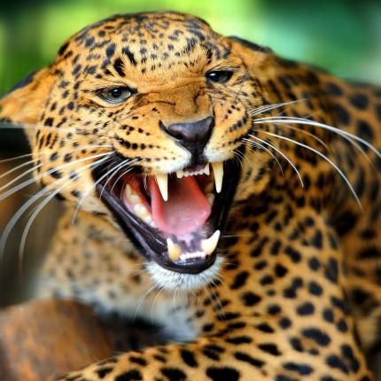 Βουλγαρία: Ιαγουάρος διέφυγε από το κλουβί του!