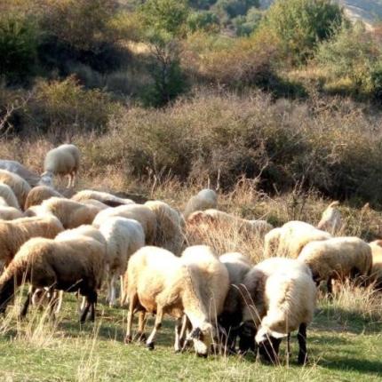 προβατα