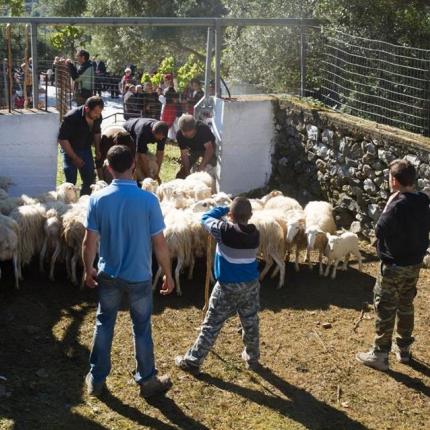 Tο παλιό έθιμο με τα πρόβατα στην Ασή Γωνιά