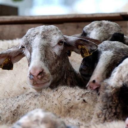 Εξαπλώθηκε σε όλη την Κρήτη ο καταρροϊκός πυρετός, λόγω καιρικών συνθηκών  