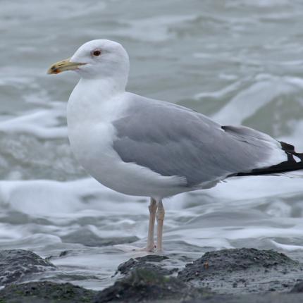 ασημόγλαρος