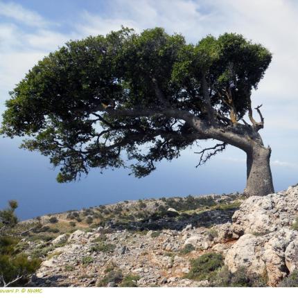 αστερούσια