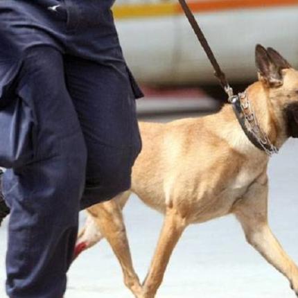 αστυνομικός σκύλος