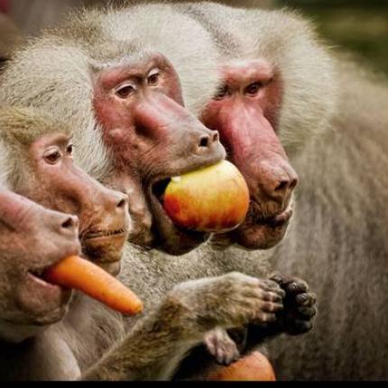 μπαμπουίνοι