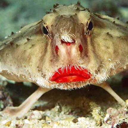 Το ψάρι με τα σαρκώδη κόκκινα χείλη