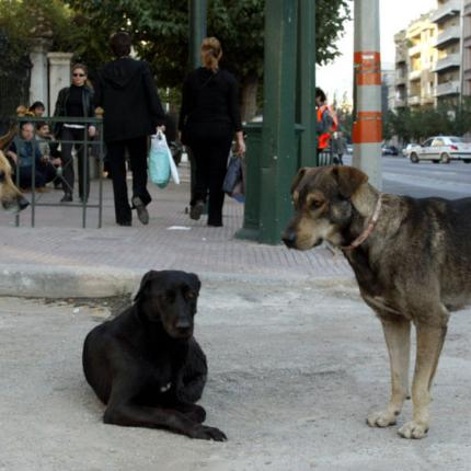 bbc-ena-ekatommurio-adespota-skulia-stin-ellada_2.w_hr.jpg