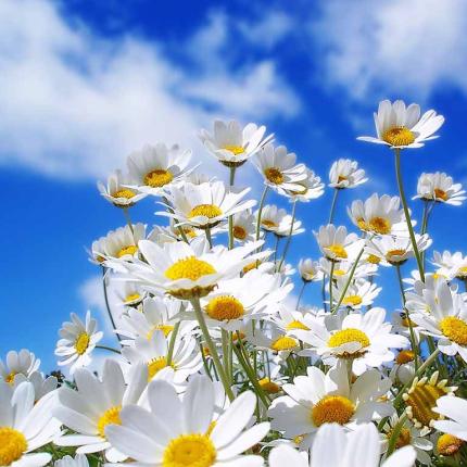 beautiful_flower_scenery_wallpapers_3.jpg