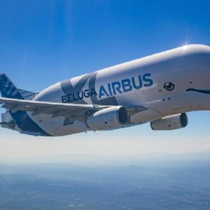 beluga