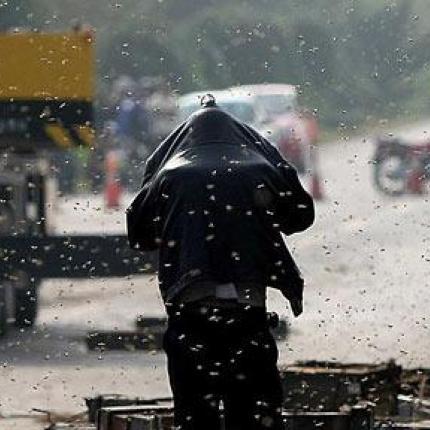 ΗΠΑ: Τρόμος από την απόδραση 20 εκατομμυρίων μελισσών!