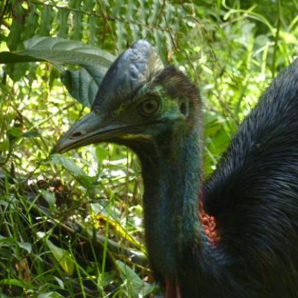 best_cassowary.jpg