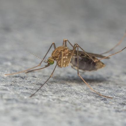 bigstock-a-mosquito-macro-photo-116838317.jpg