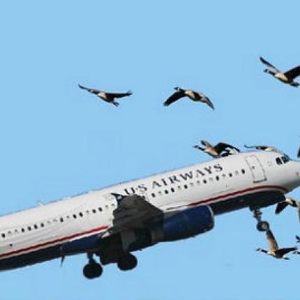 bird-plane