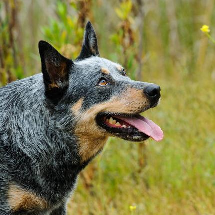 blue heeler