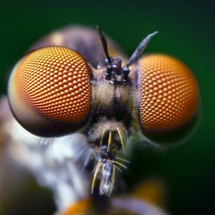 bugeyes2-660x440.jpg