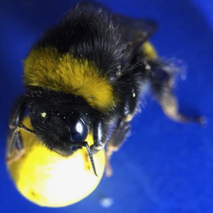 bumble-bee.jpg