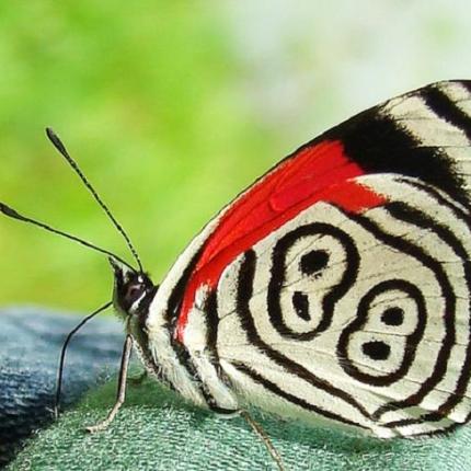 Η πεταλούδα με το Νο 88