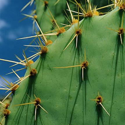 cactus-006.jpg