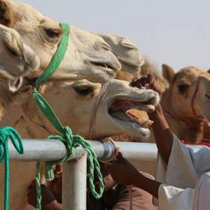 camel2.jpg