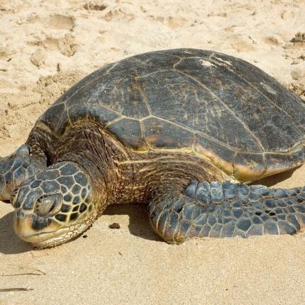 caretta-caretta.jpg