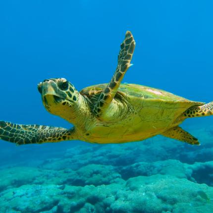 caretta_caretta.jpg