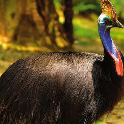 cassowary, επικινδυνο πτηνο