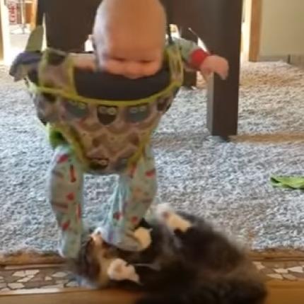 cat-baby.jpg