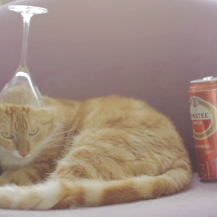 Μια γάτα με... πρόβλημα αλκοολισμού (βίντεο)