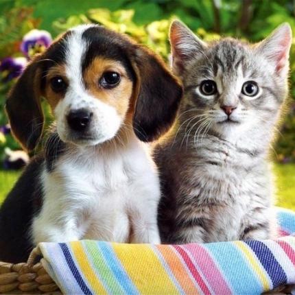 cat_and_dog07.jpg