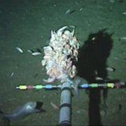 Εντοπίστηκε άγνωστο είδος που ζει στη θάλασσα σε βάθος 8 χλμ  