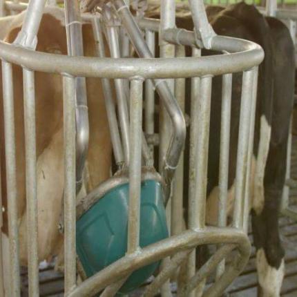cow.jpg