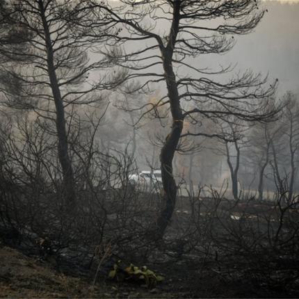 εύβοια δάσος natura φωτιά