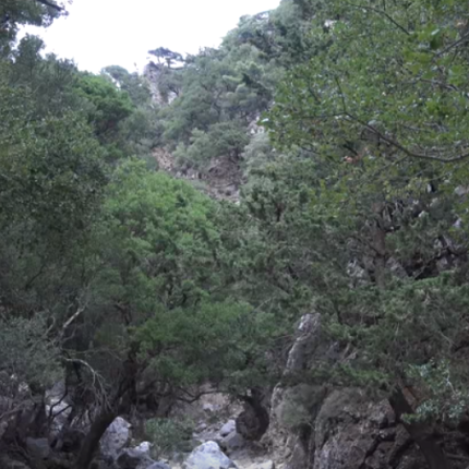 Δασος Ρουβα